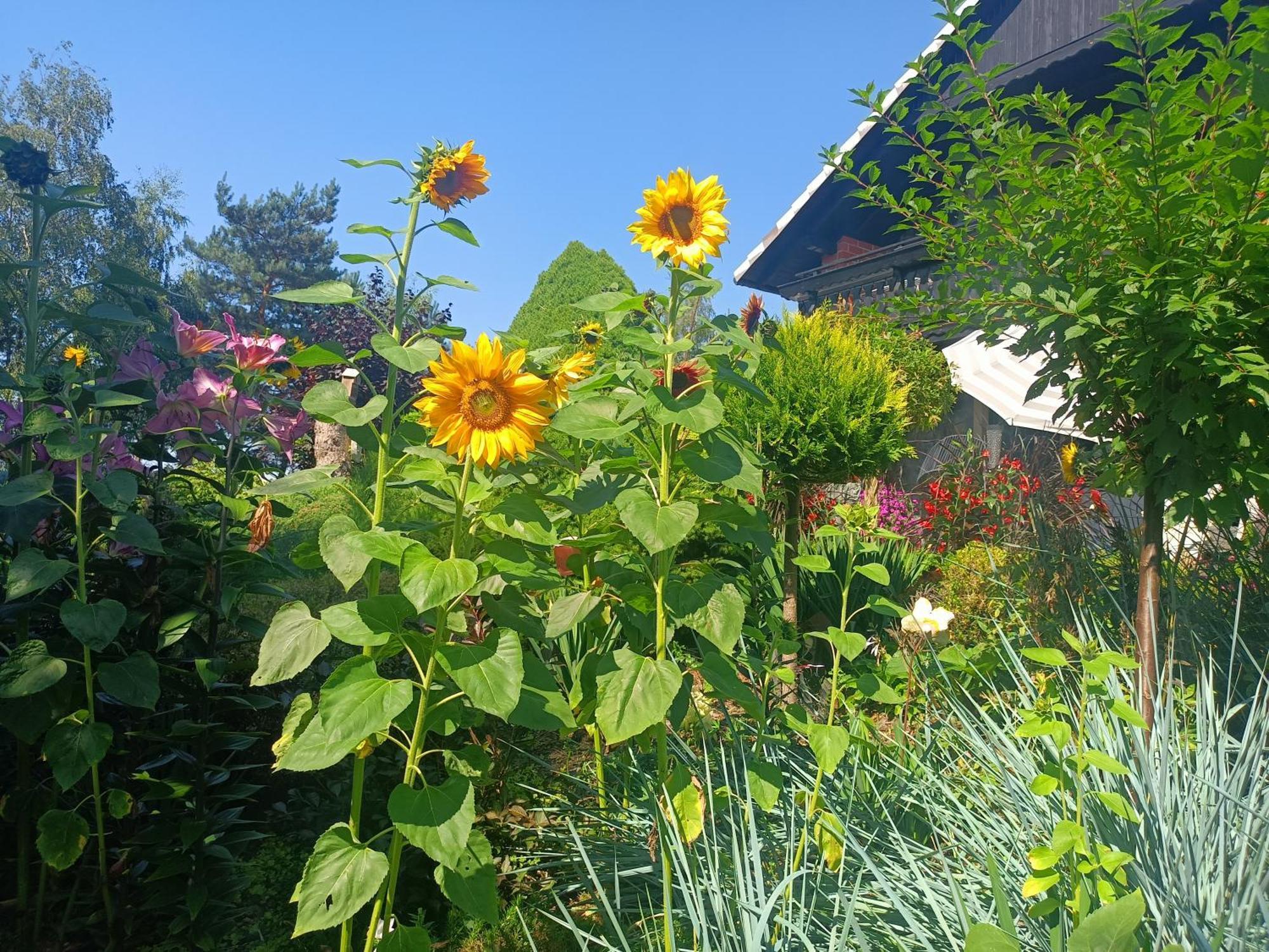 Hortus Apartament Z Klimatyzacja بوليسلافيتش المظهر الخارجي الصورة